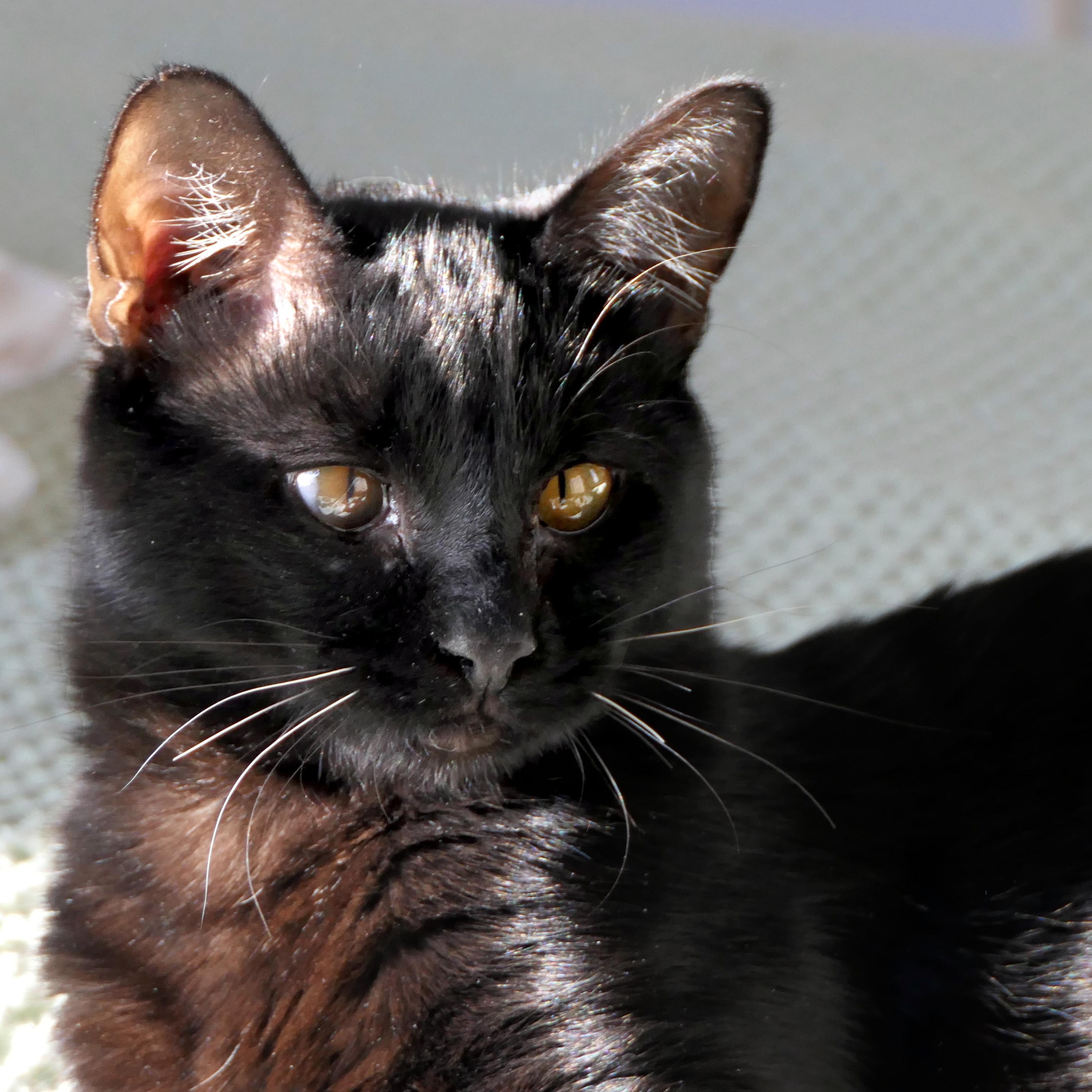 Enlarge Punch Out, a ADOPTABLE Domestic Short Hair in Apex, NC image 3/5