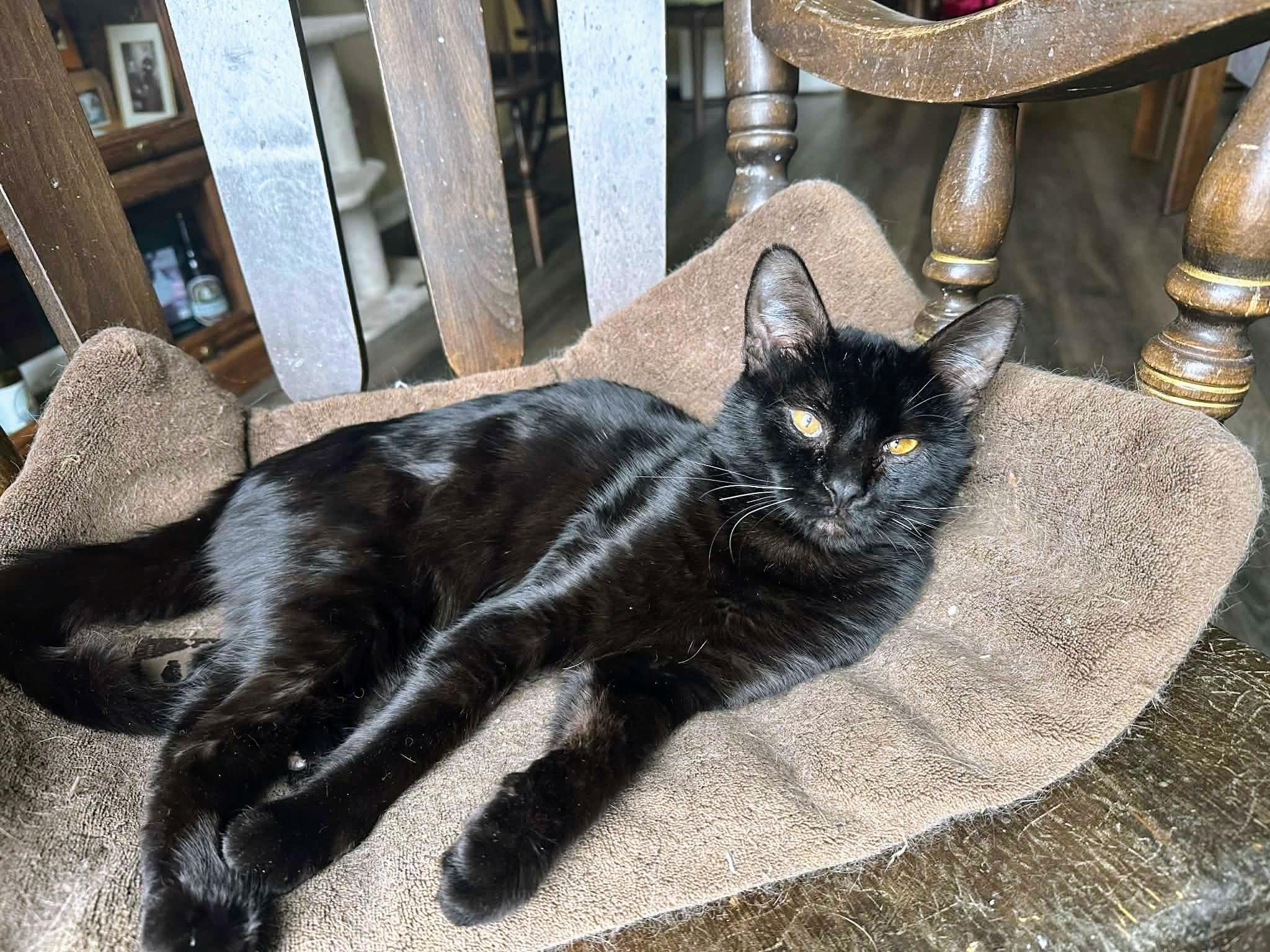 Enlarge Punch Out, a ADOPTABLE Domestic Short Hair in Apex, NC image 2/5