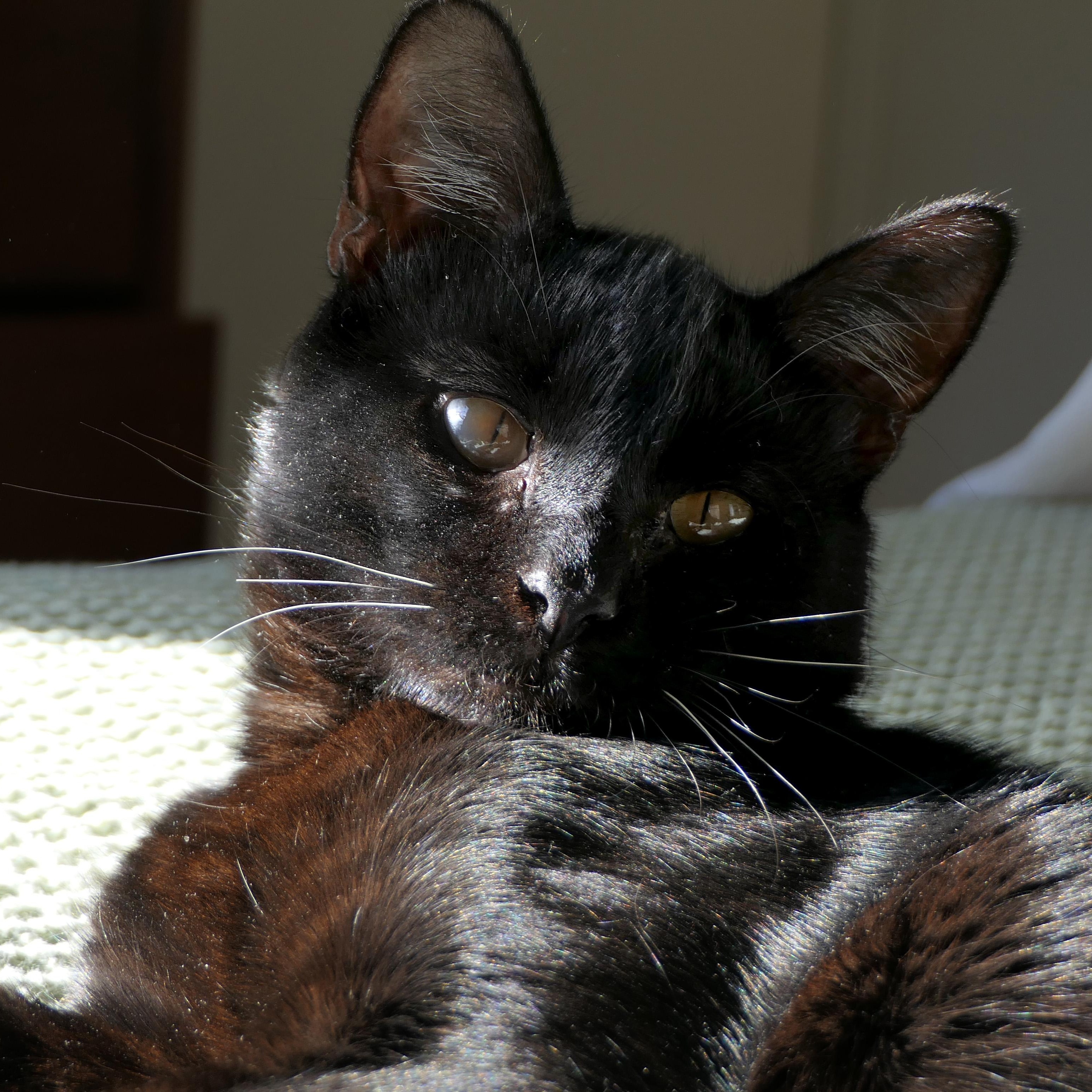 Enlarge Punch Out, a ADOPTABLE Domestic Short Hair in Apex, NC image 5/5