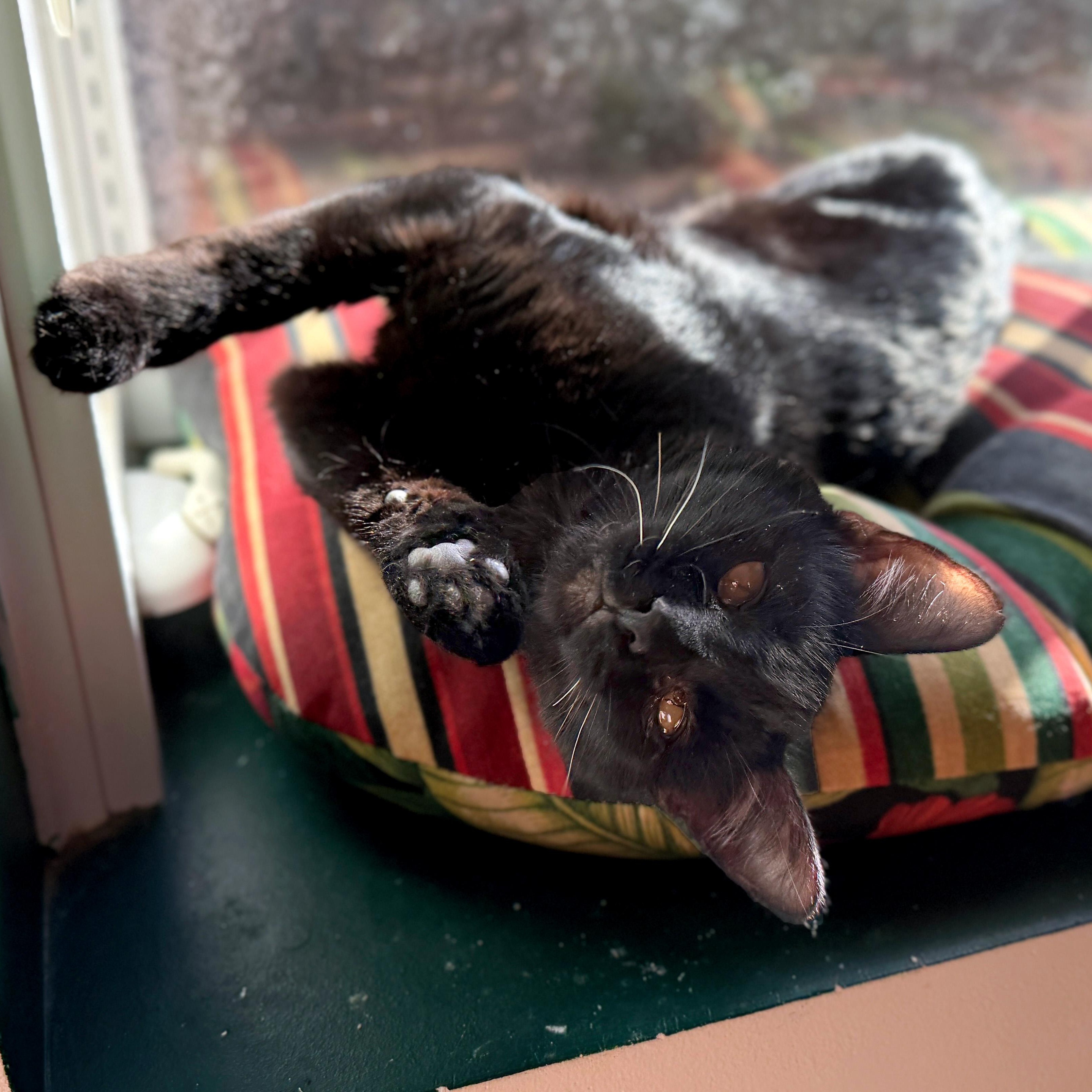 Enlarge Punch Out, a ADOPTABLE Domestic Short Hair in Apex, NC image 4/5