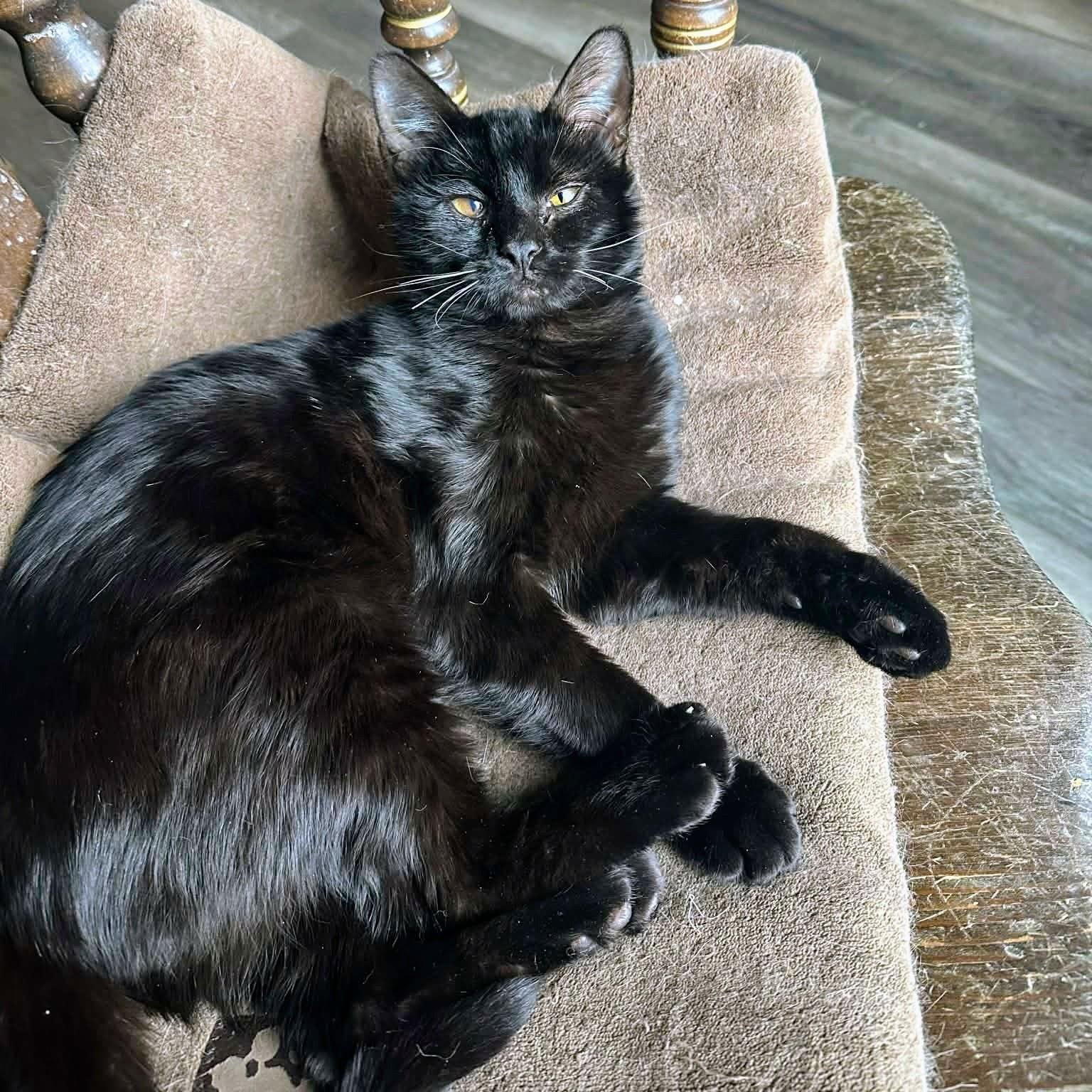 Enlarge Punch Out, a ADOPTABLE Domestic Short Hair in Apex, NC image 1/5