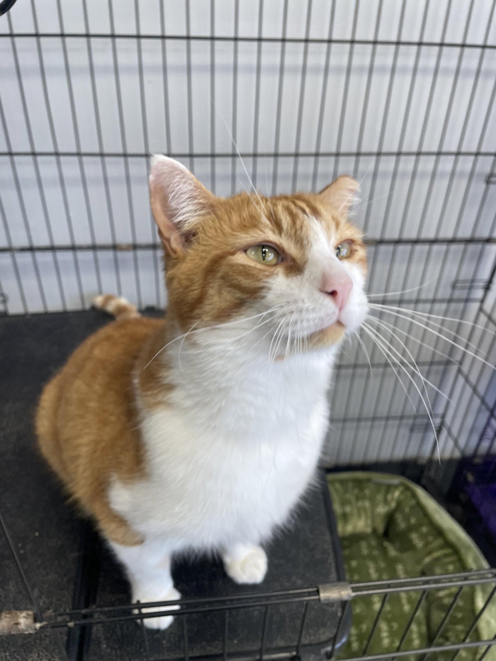 Butter Beans, Adopted, Adult Male Tabby & Domestic Short Hair.