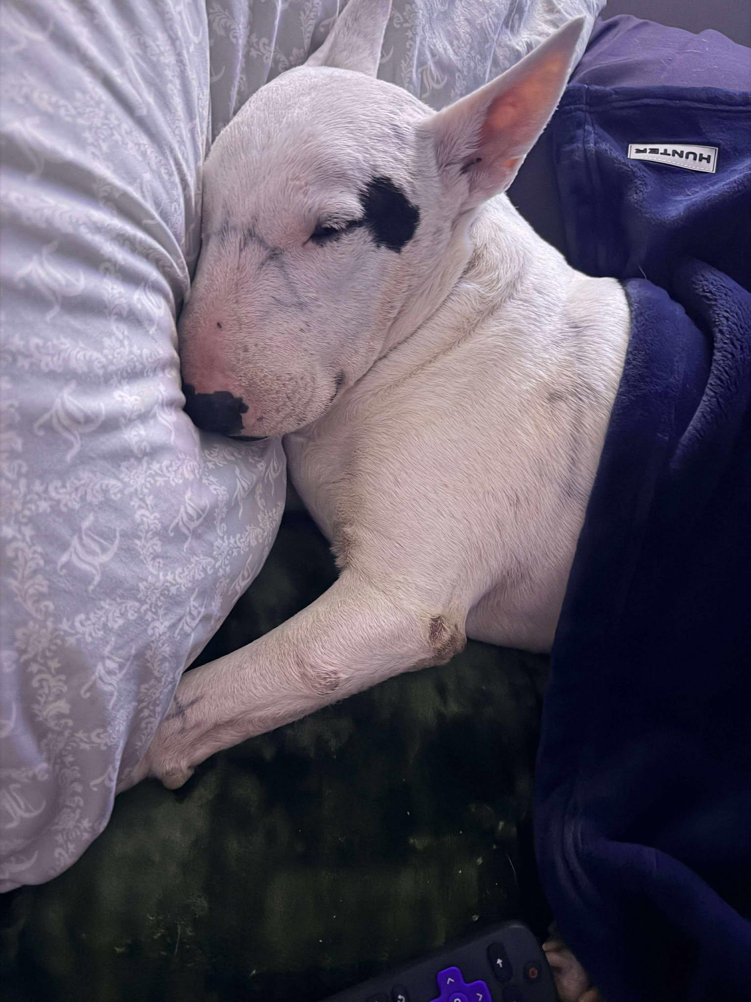 25-087 Lil Milo, Adoptable, Adult Male Bull Terrier.