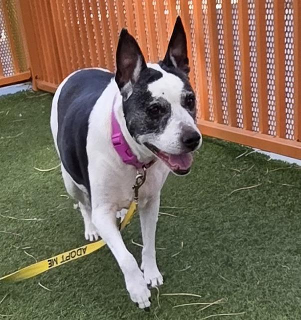 MILLIE, Adoptable, Senior Female Pit Bull Terrier.