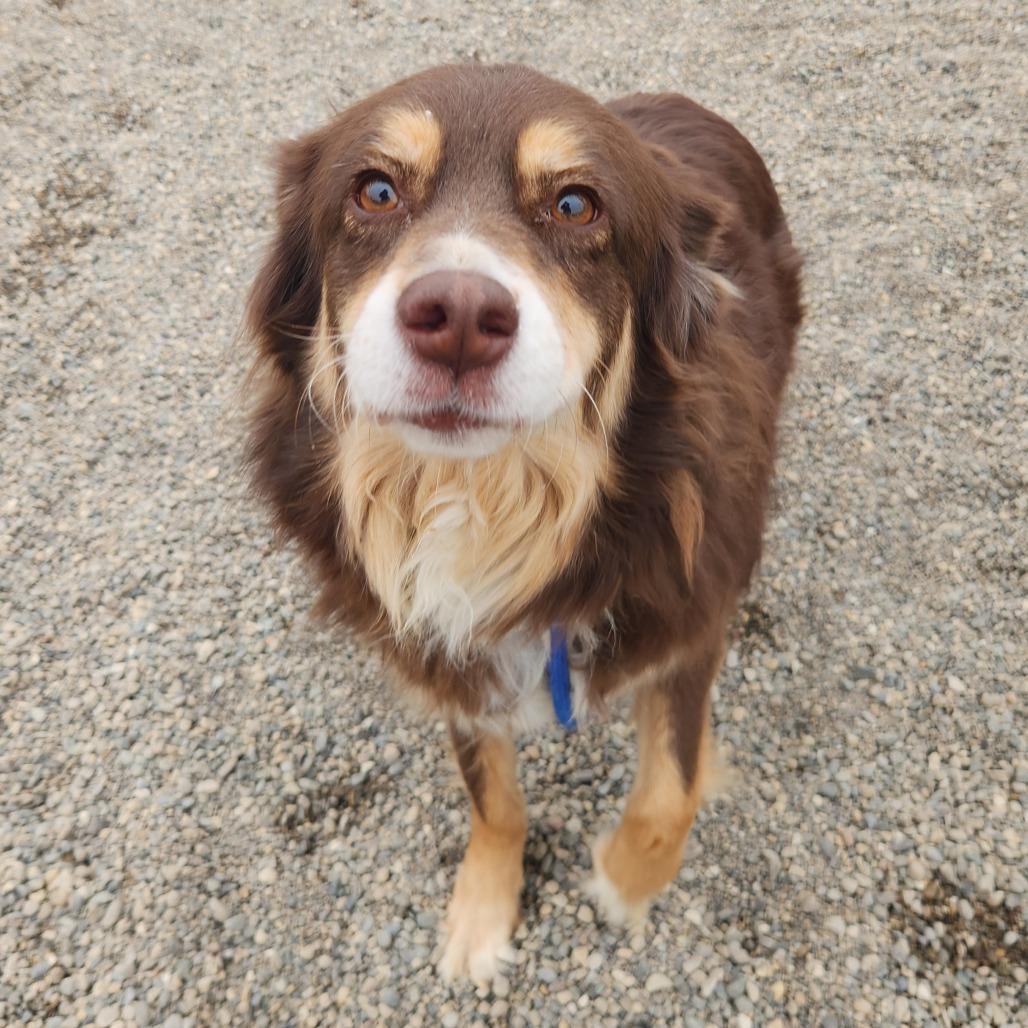Callie, Adoptable, Adult Female Australian Shepherd.