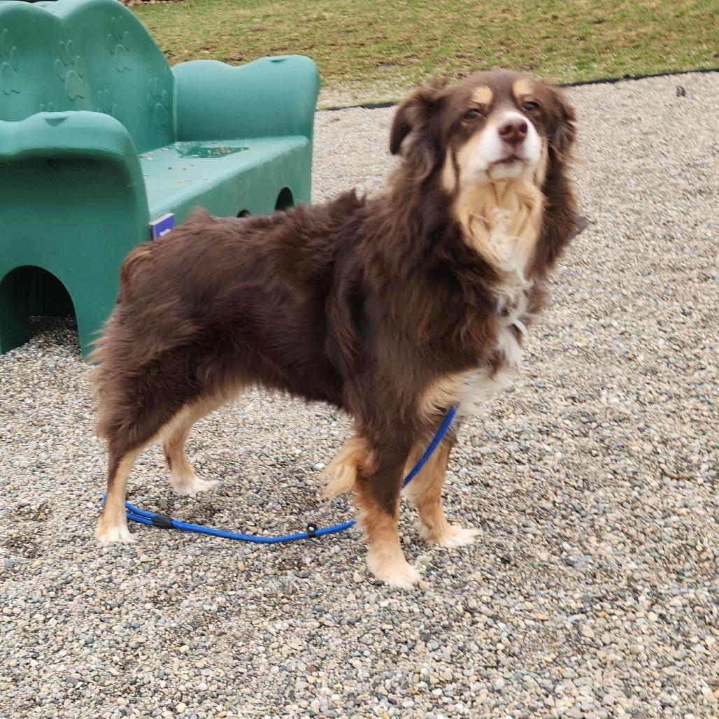 Enlarge Callie, a Adoptable Australian Shepherd in Fort Wayne, IN image 2/3