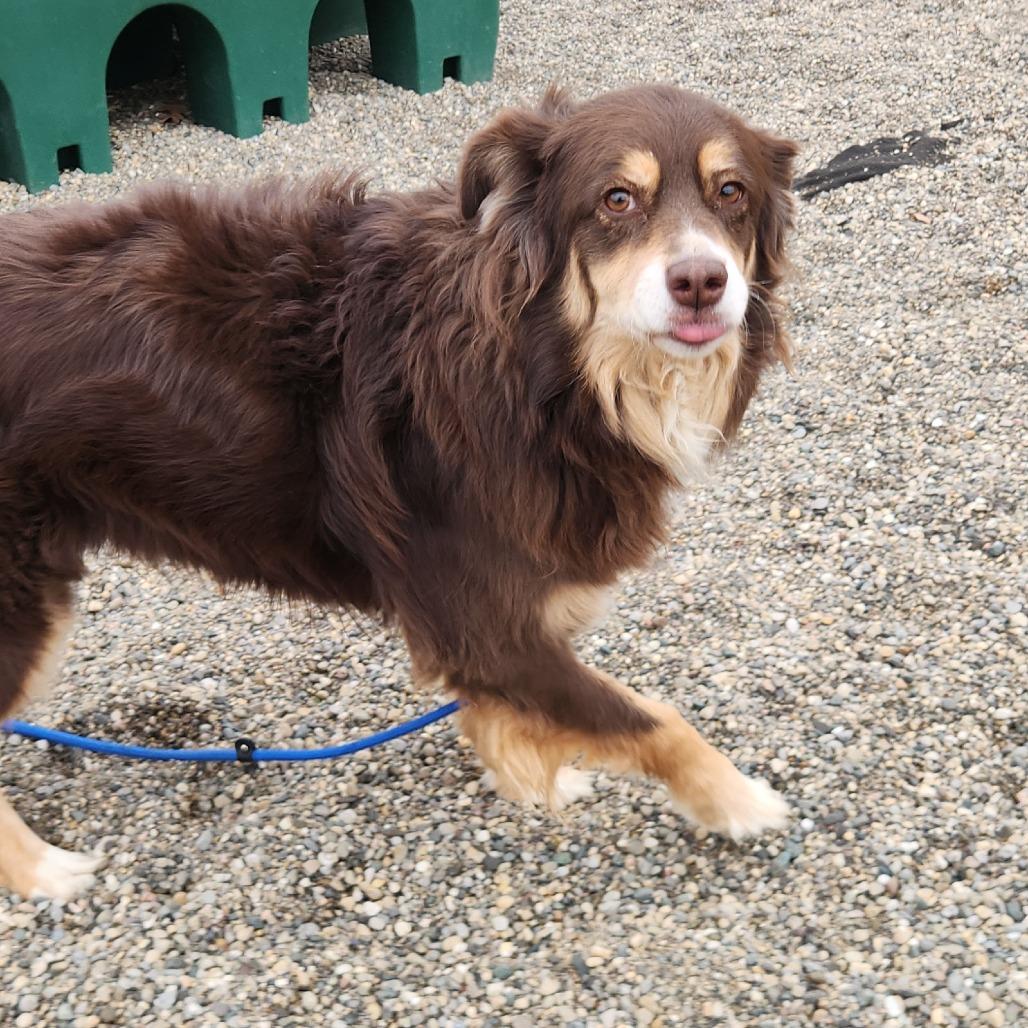 Enlarge Callie, a Adoptable Australian Shepherd in Fort Wayne, IN image 3/3