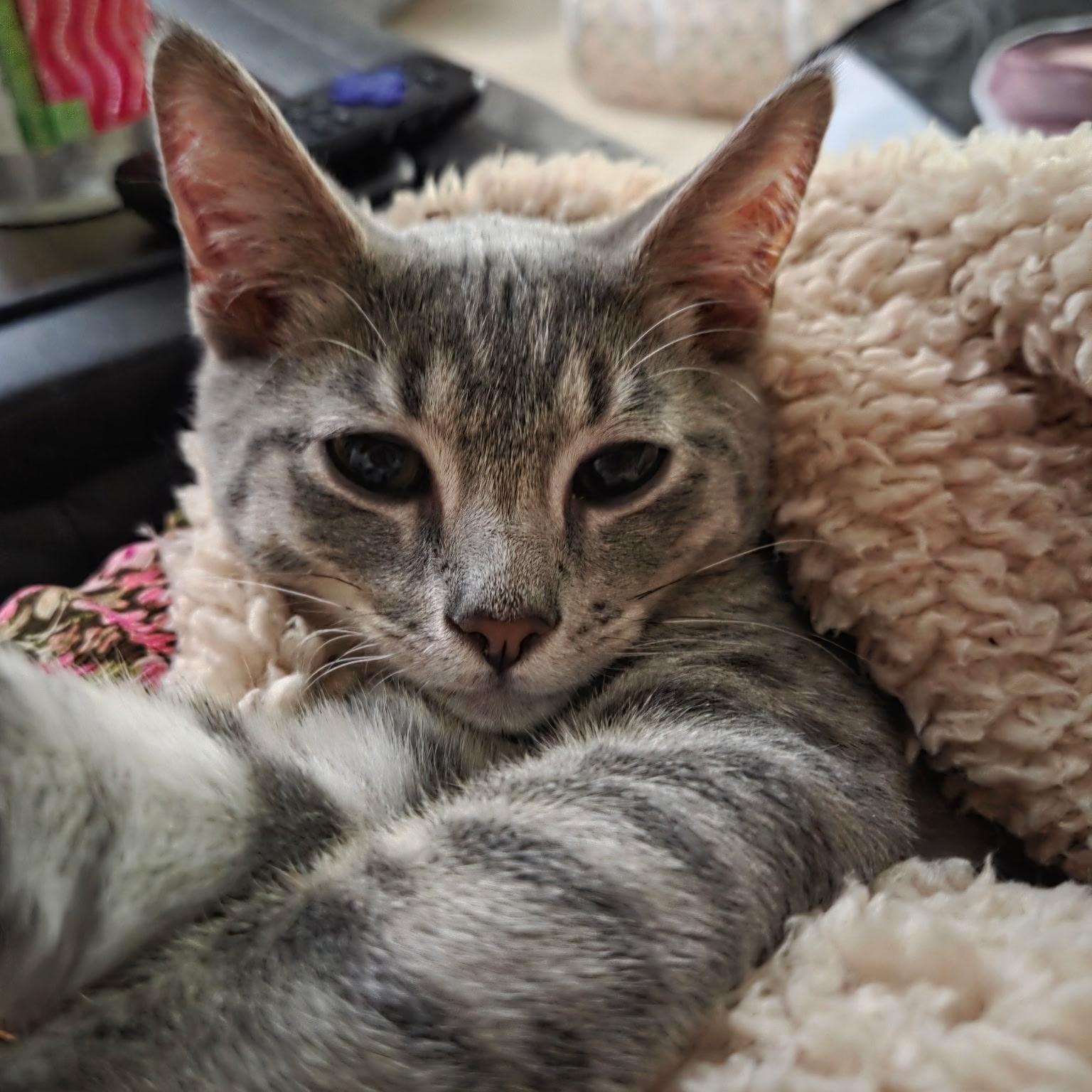 Enlarge Winston, a Adoptable Domestic Short Hair in Sewell, NJ image 2/4