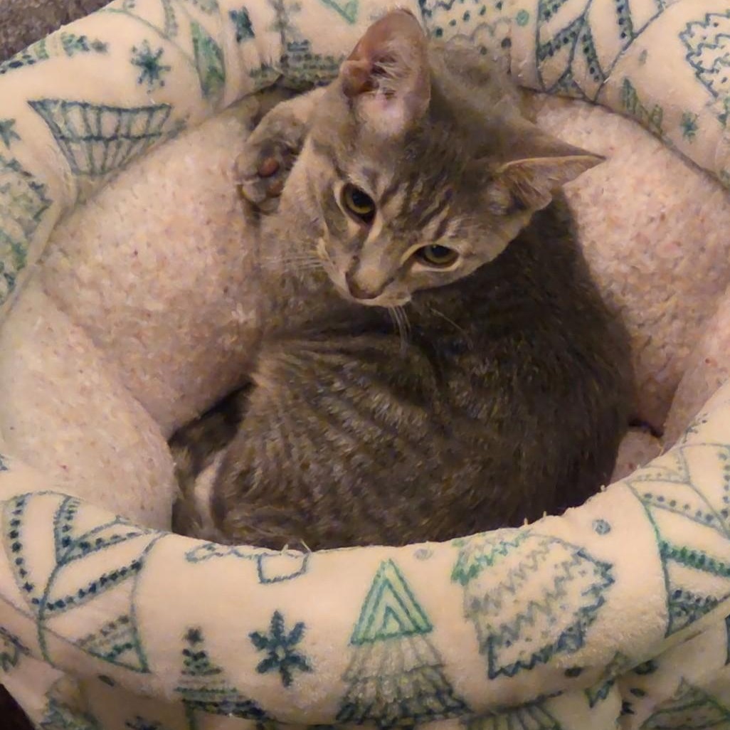 Enlarge Winston, a Adoptable Domestic Short Hair in Sewell, NJ image 3/4