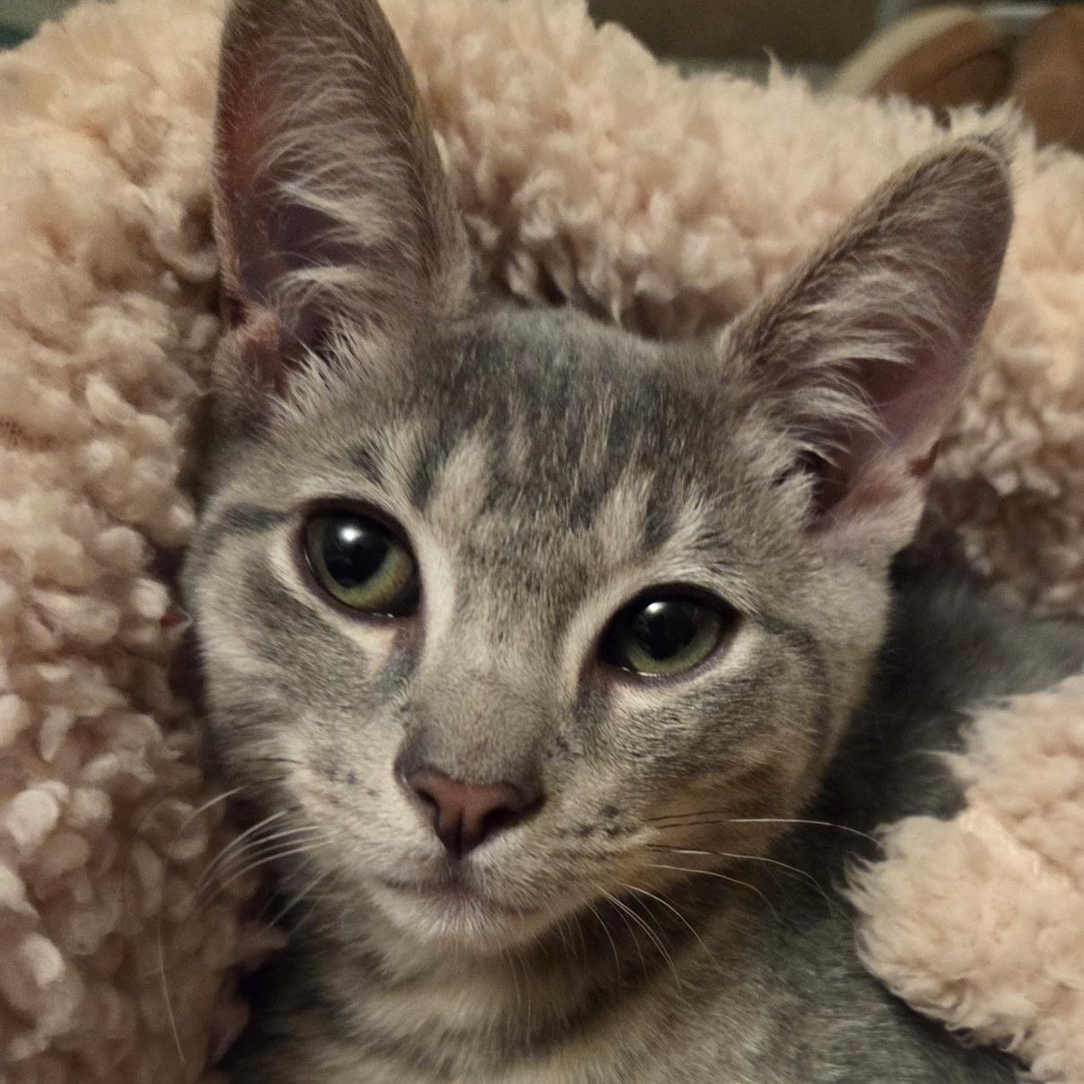 Enlarge Winston, a Adoptable Domestic Short Hair in Sewell, NJ image 1/4