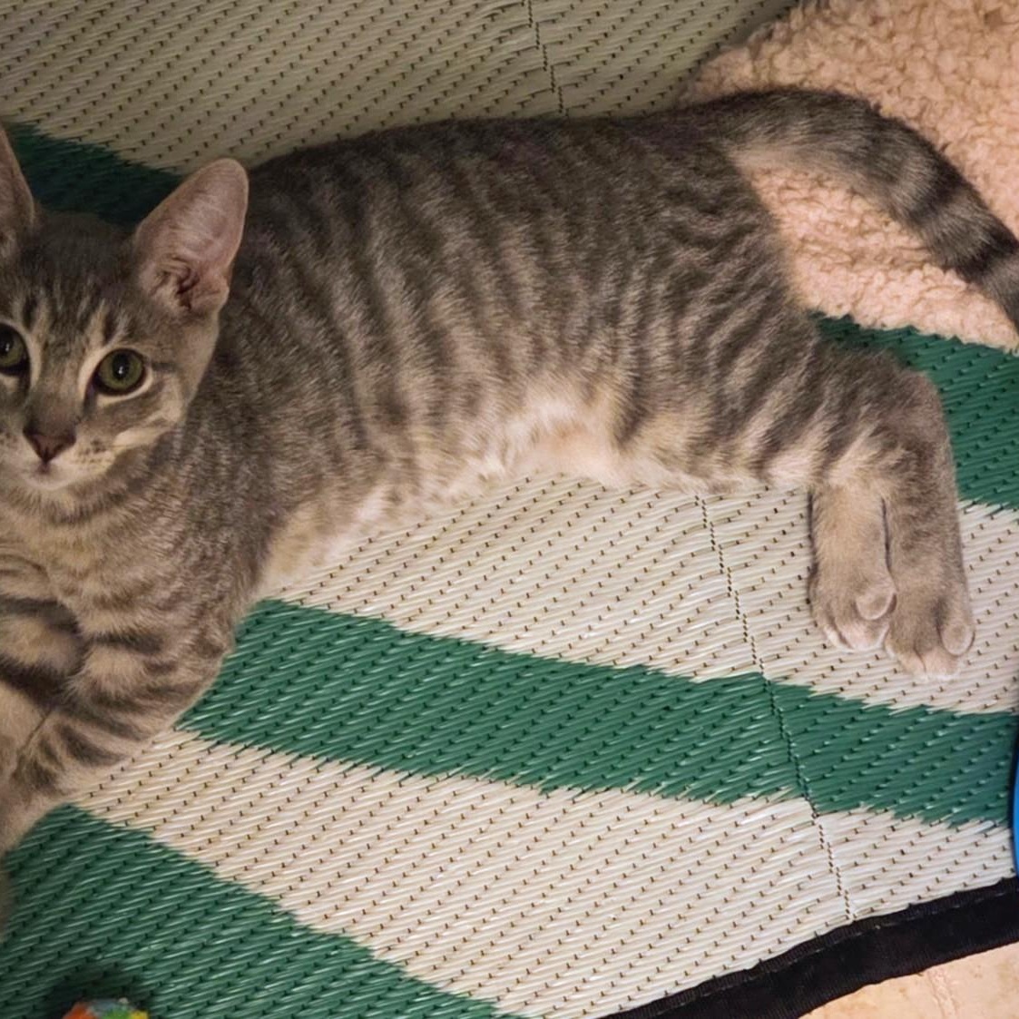 Enlarge Winston, a Adoptable Domestic Short Hair in Sewell, NJ image 4/4
