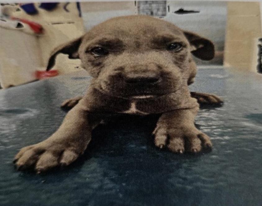 Harvey, adopted, Puppy Male Cane Corso.