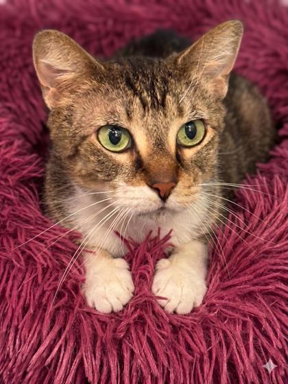 Piggy, Adoptable, Senior Female Domestic Short Hair & Domestic Short Hair.