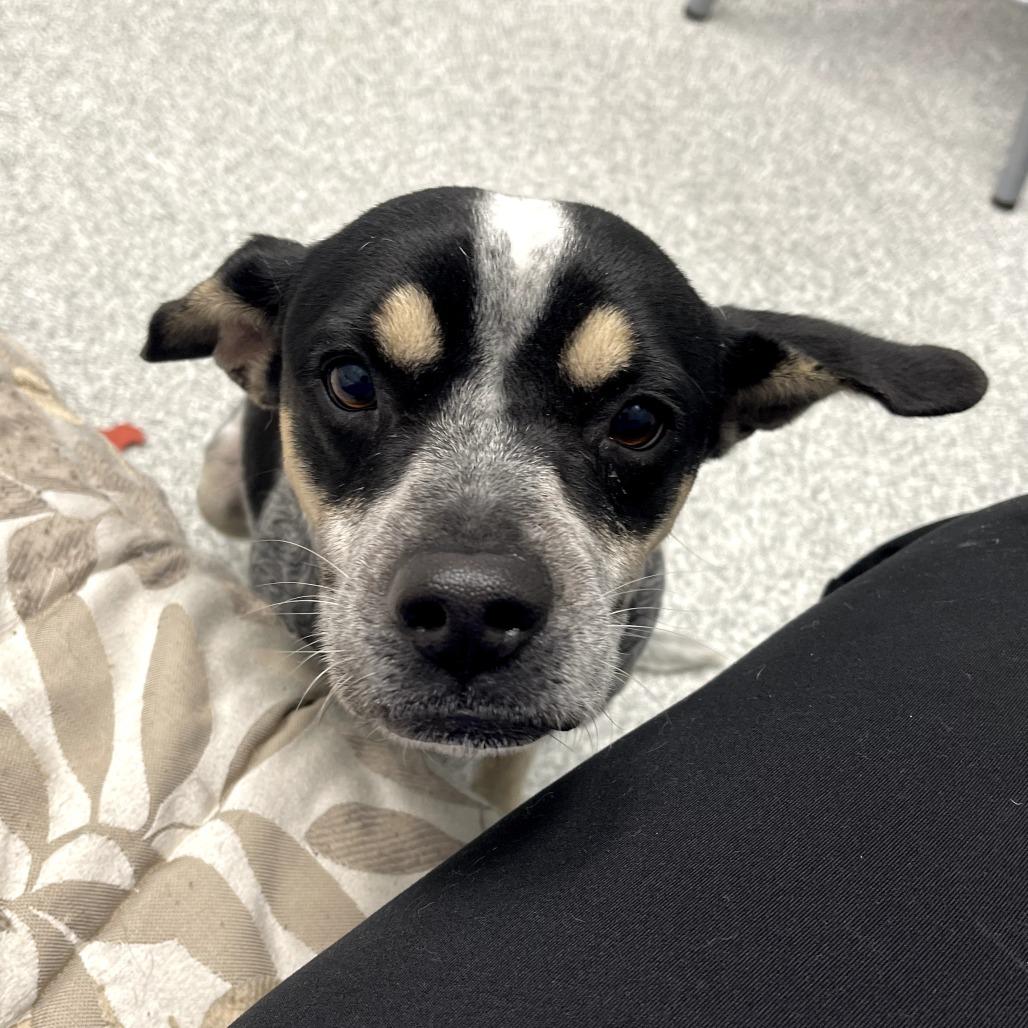 Enlarge Mira, a ADOPTABLE mixed breed in Monticello, IA image 1/6