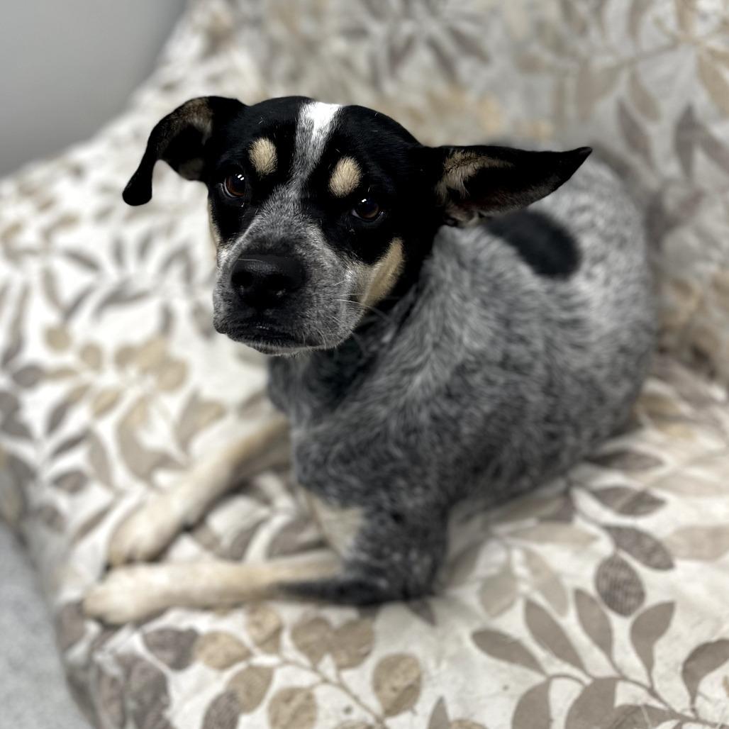 Enlarge Mira, a ADOPTABLE mixed breed in Monticello, IA image 2/6