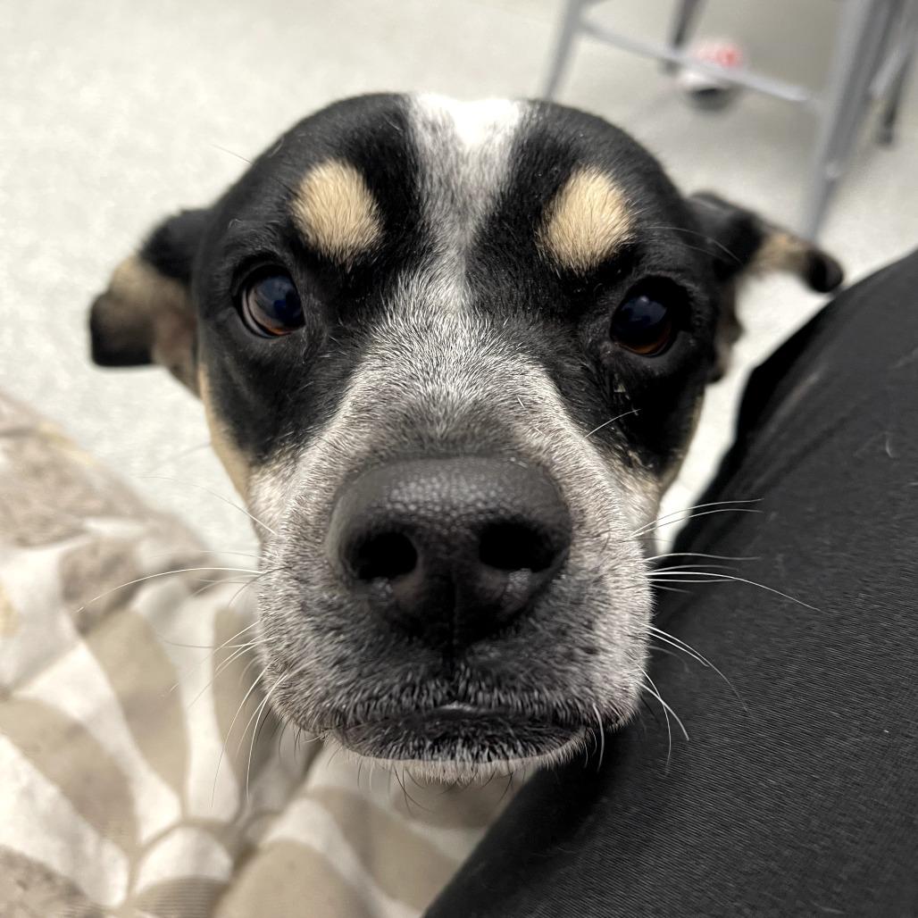 Enlarge Mira, a ADOPTABLE mixed breed in Monticello, IA image 4/6