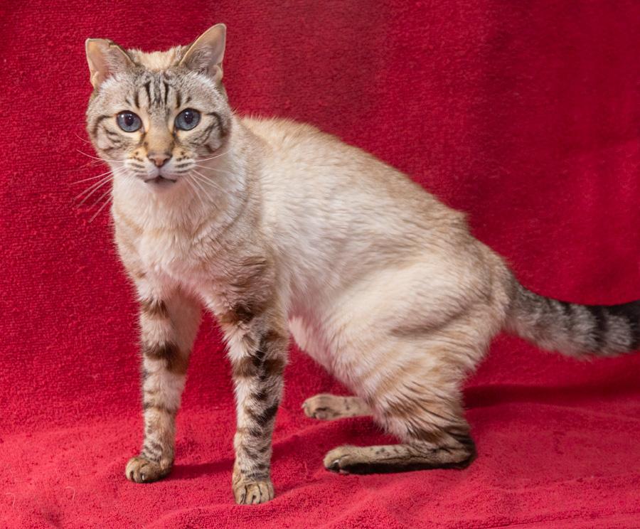 Enlarge Lulu, a ADOPTABLE Bengal in Englewood, NJ image 2/4