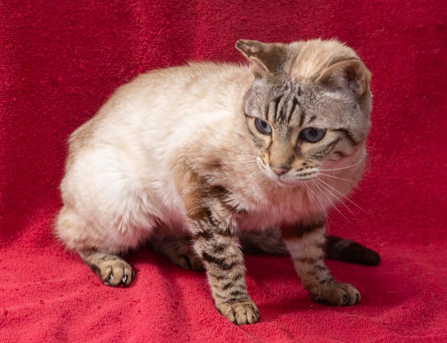 Enlarge Lulu, a ADOPTABLE Bengal in Englewood, NJ image 4/4