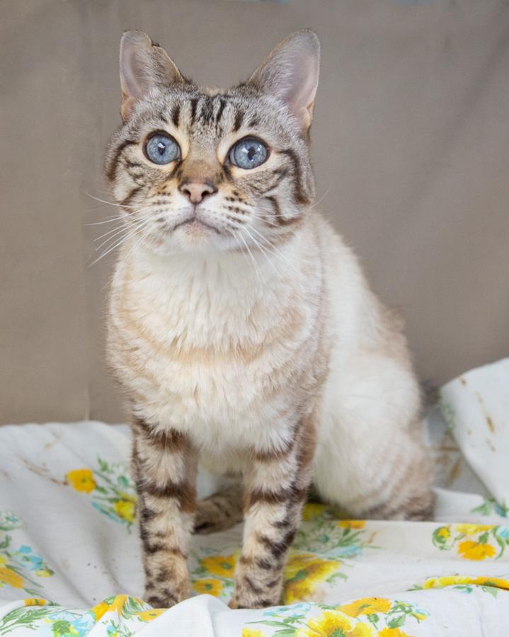 Enlarge Lulu, a ADOPTABLE Bengal in Englewood, NJ image 1/4