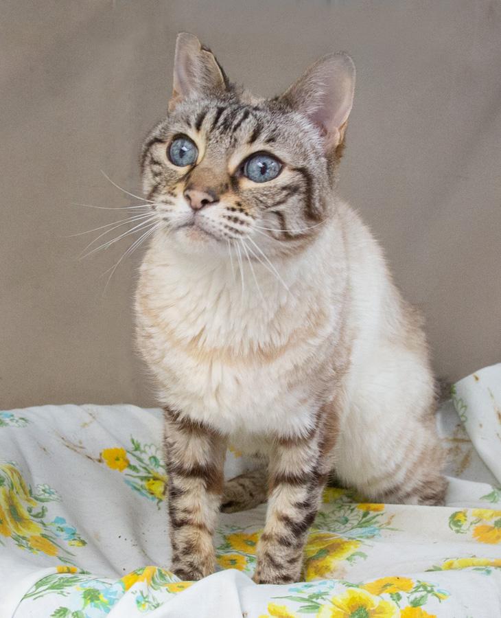 Enlarge Lulu, a ADOPTABLE Bengal in Englewood, NJ image 3/4