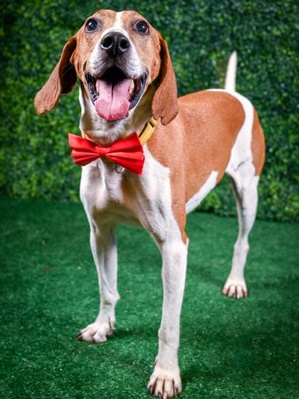 Benny — thumbnail 2