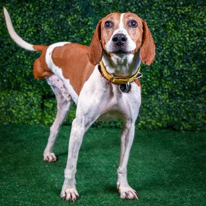 Benny — thumbnail 3