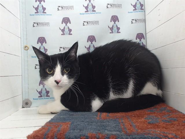 Enlarge CASTIEL, a Adoptable Domestic Short Hair in Orlando, FL image 1/1