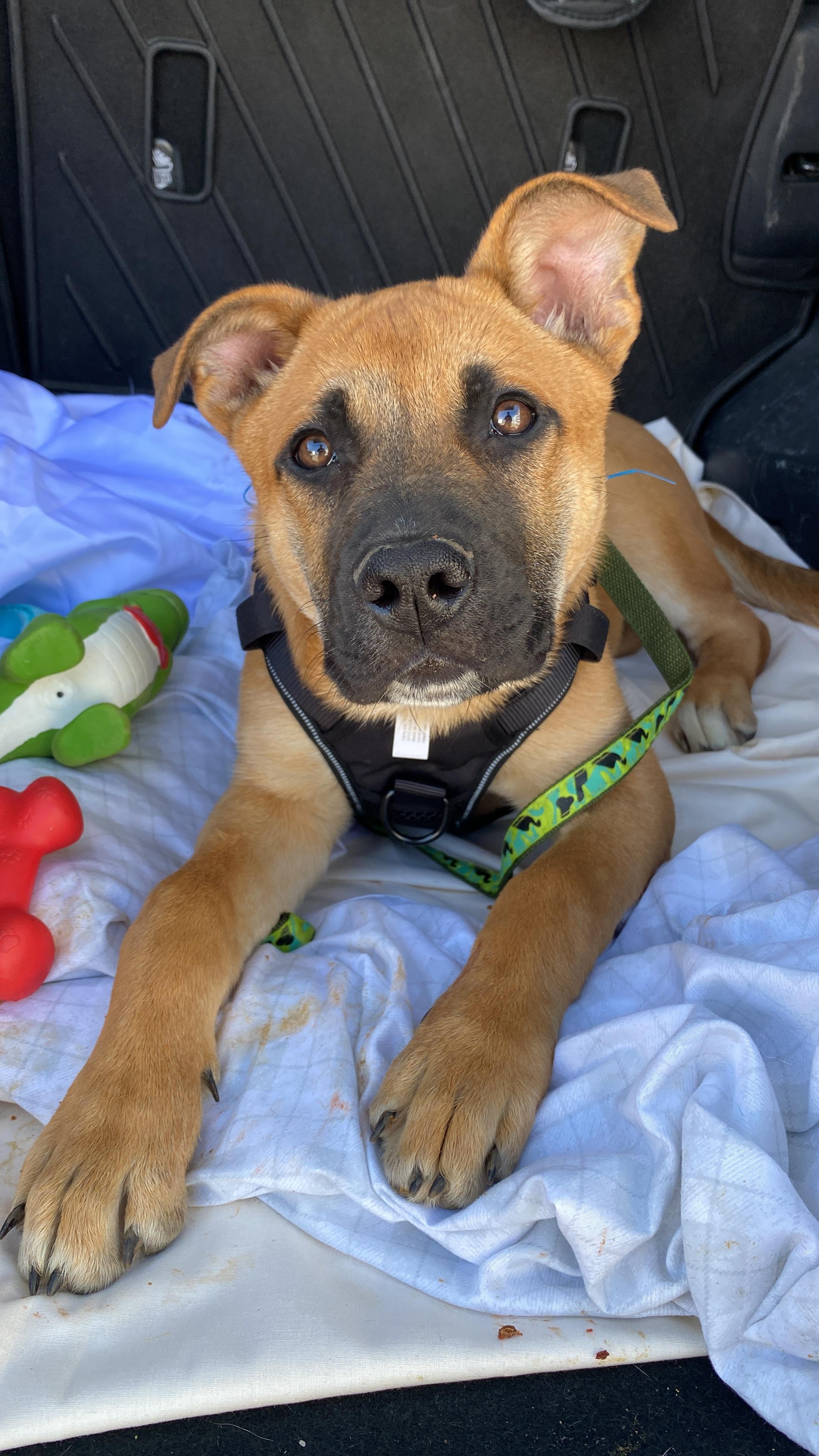 Hank, Adoptable, Puppy Male German Shepherd Dog.