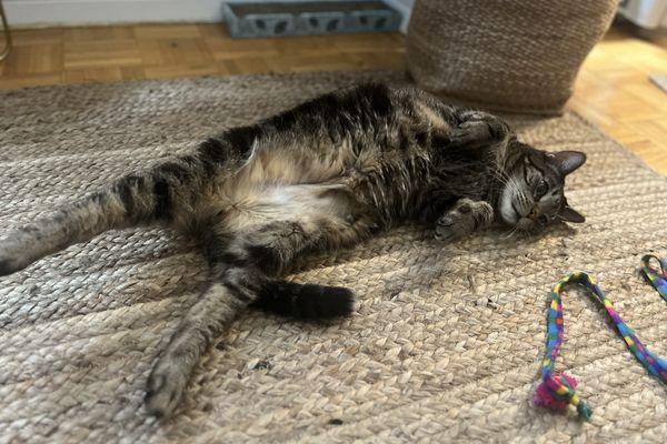 Enlarge Hudson, a Adoptable Domestic Short Hair in New York, NY image 1/3