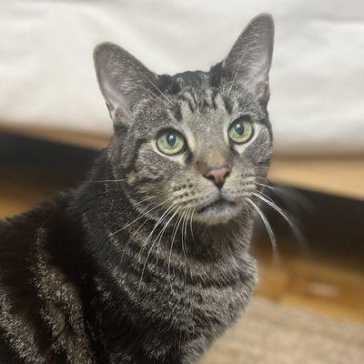 Hudson, Adoptable, Adult Male Domestic Short Hair.