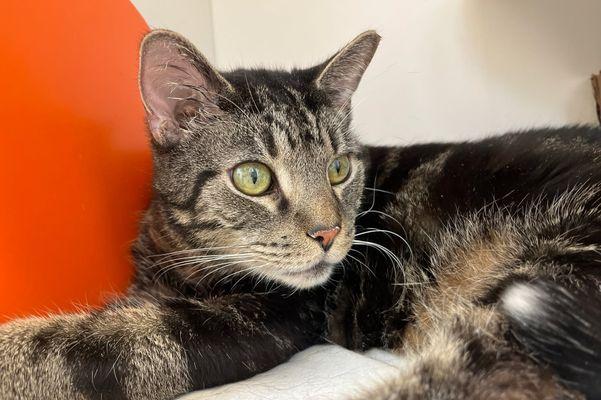 Hudson, Adoptable, Adult Male Domestic Short Hair.
