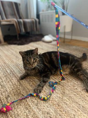 Enlarge Hudson, a Adoptable Domestic Short Hair in New York, NY image 3/3