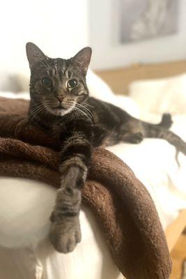 Hudson, a Adoptable Domestic Short Hair in New York, NY image 3/3