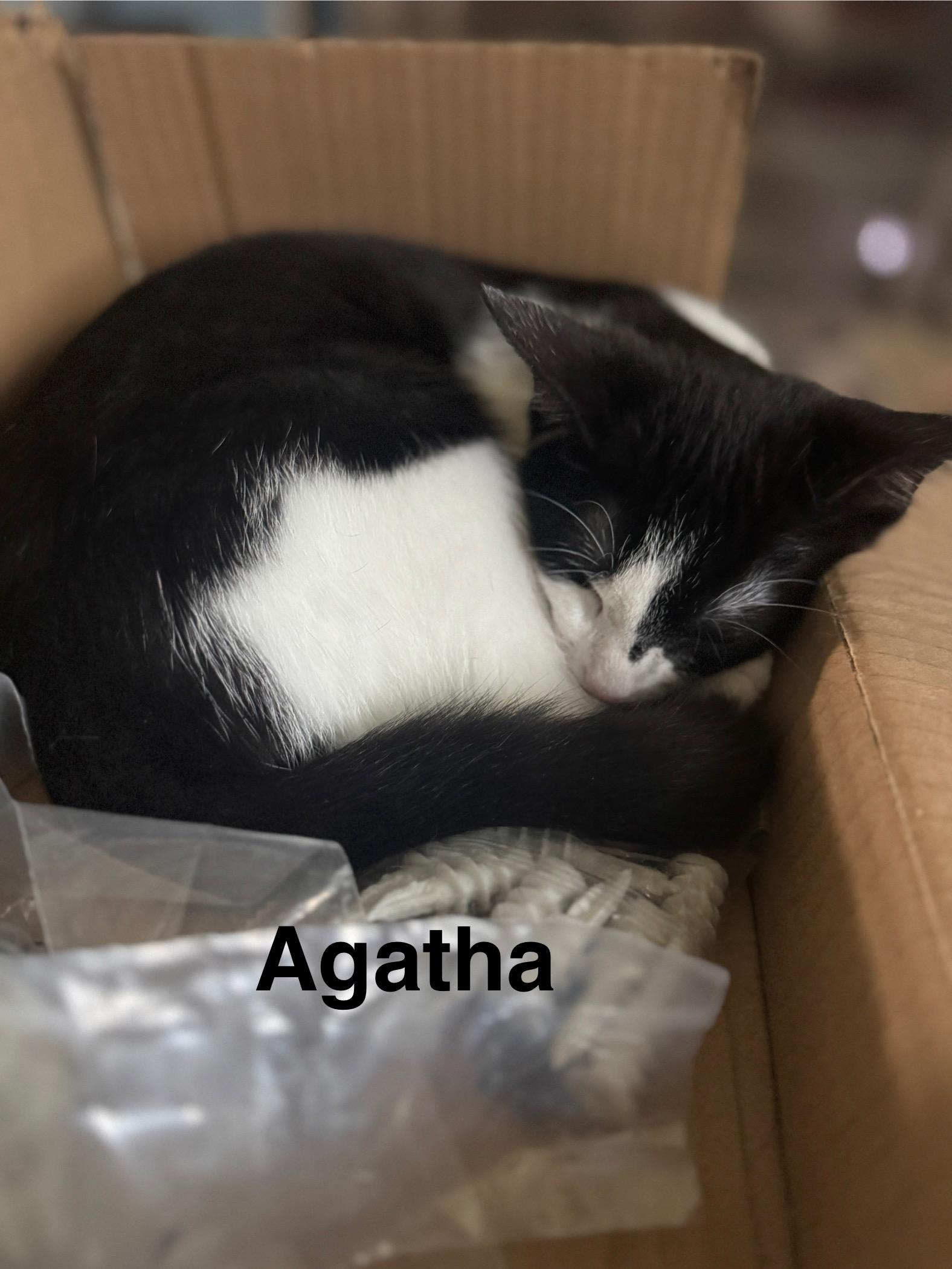 Agatha, a Adoptable mixed breed in Massillon, OH image 1/2