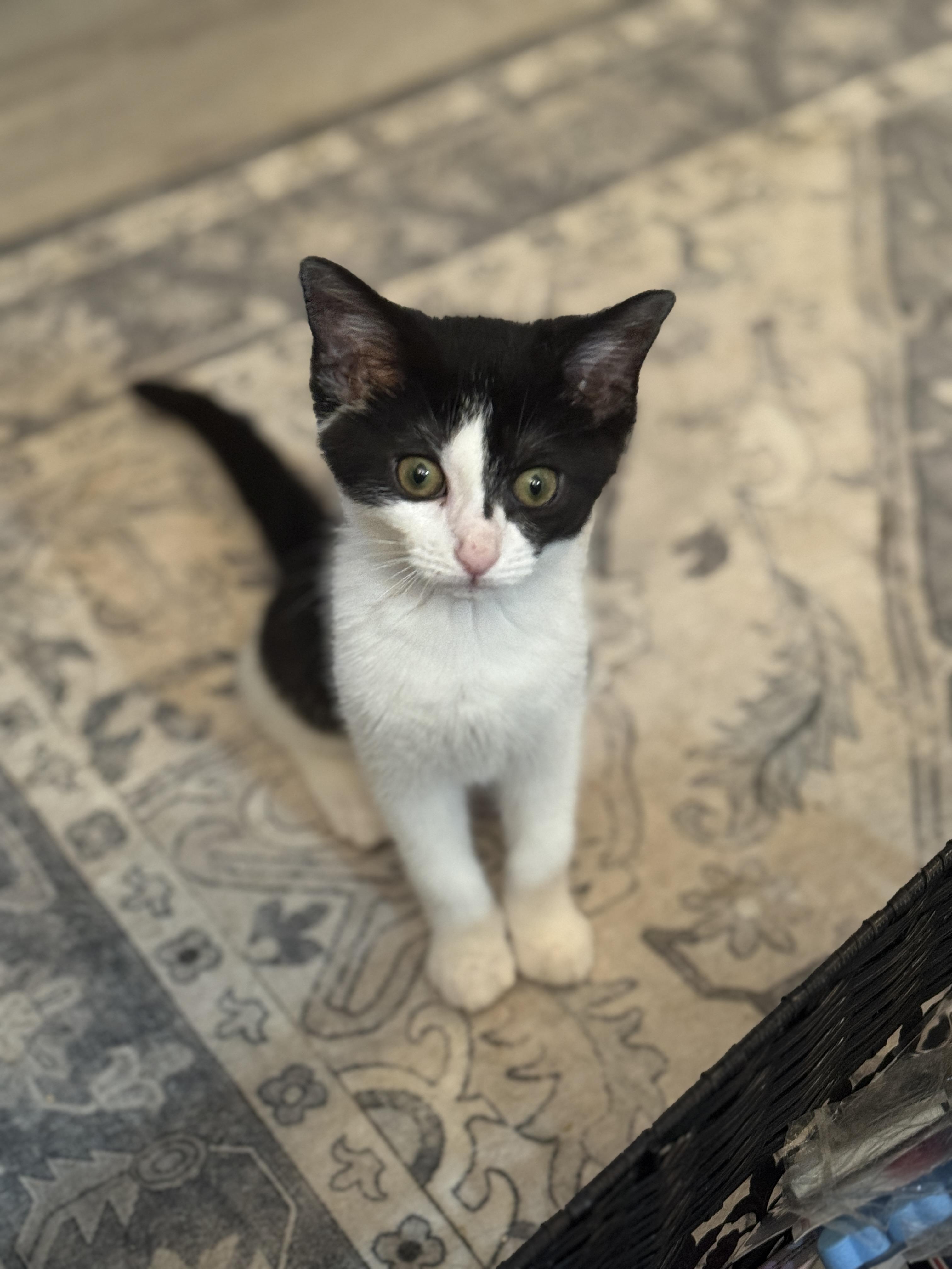 Agatha, a Adoptable mixed breed in Massillon, OH image 2/2