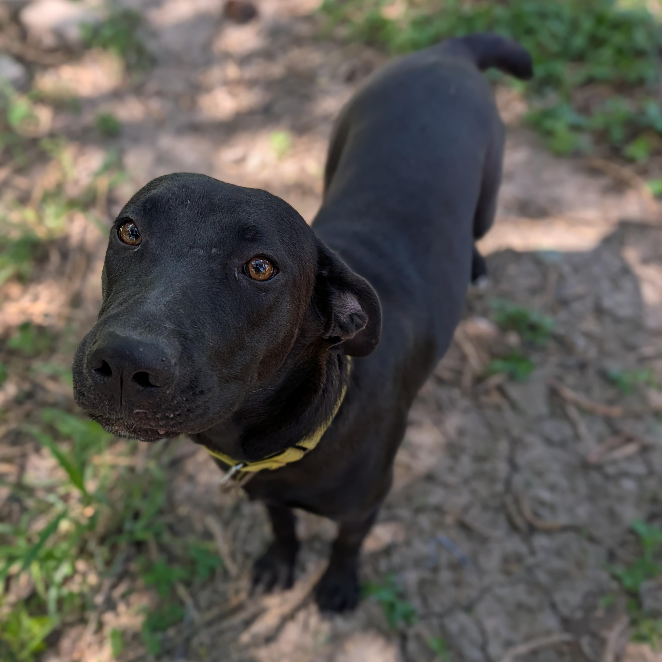 Lulu photo