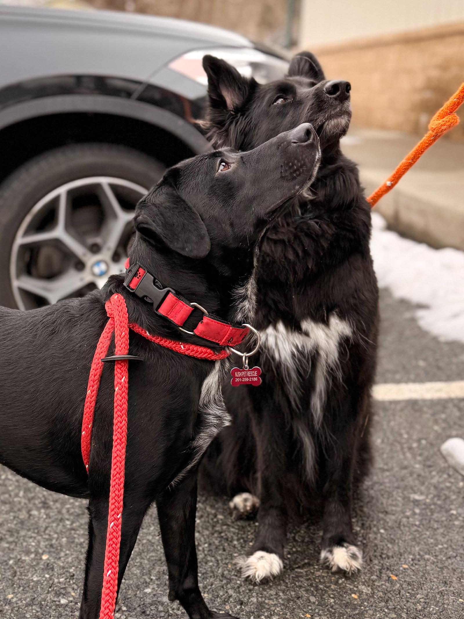 Tommy, Adoptable, Young Male Labrador Retriever.