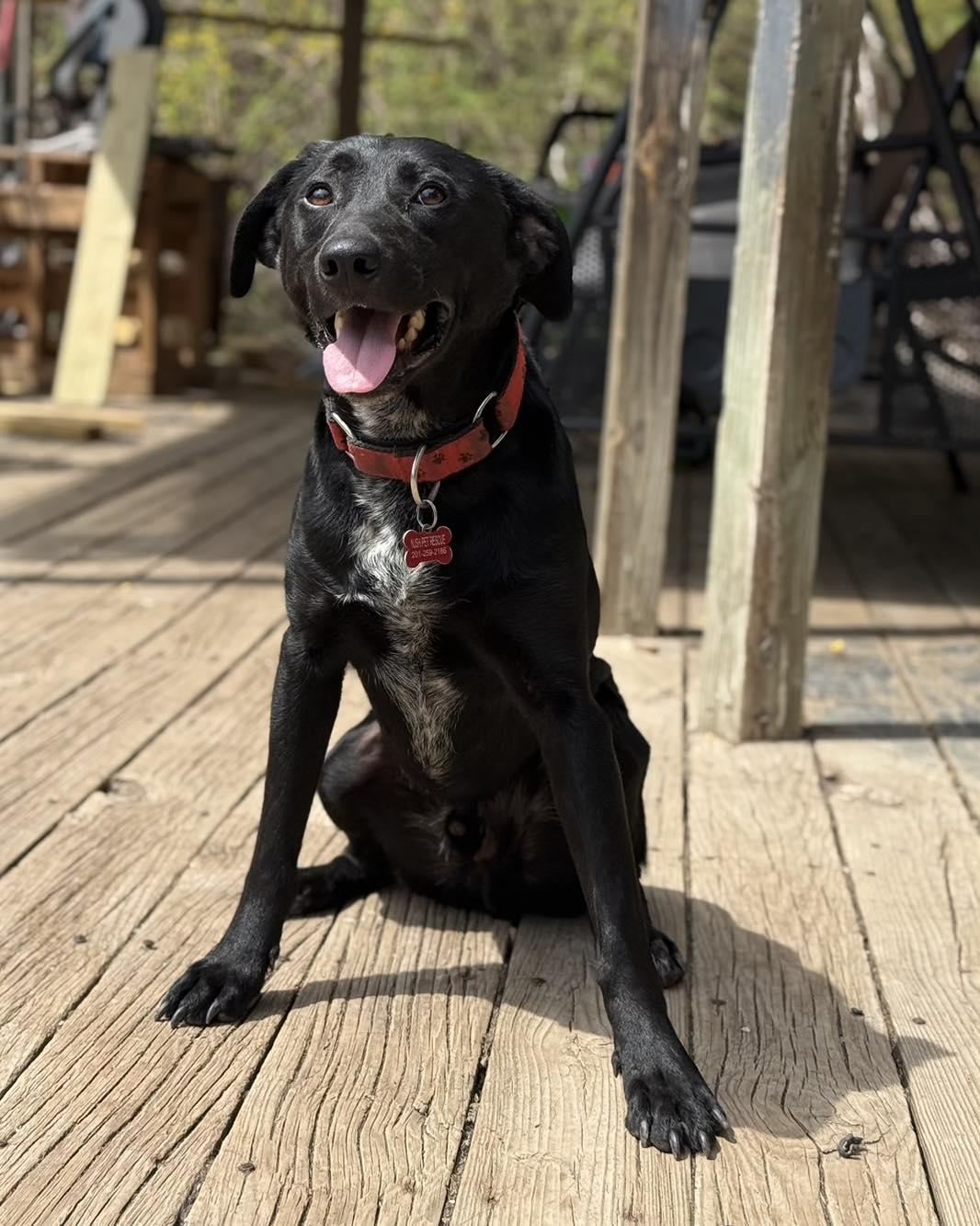 Tommy, Adoptable, Adult Male Labrador Retriever.