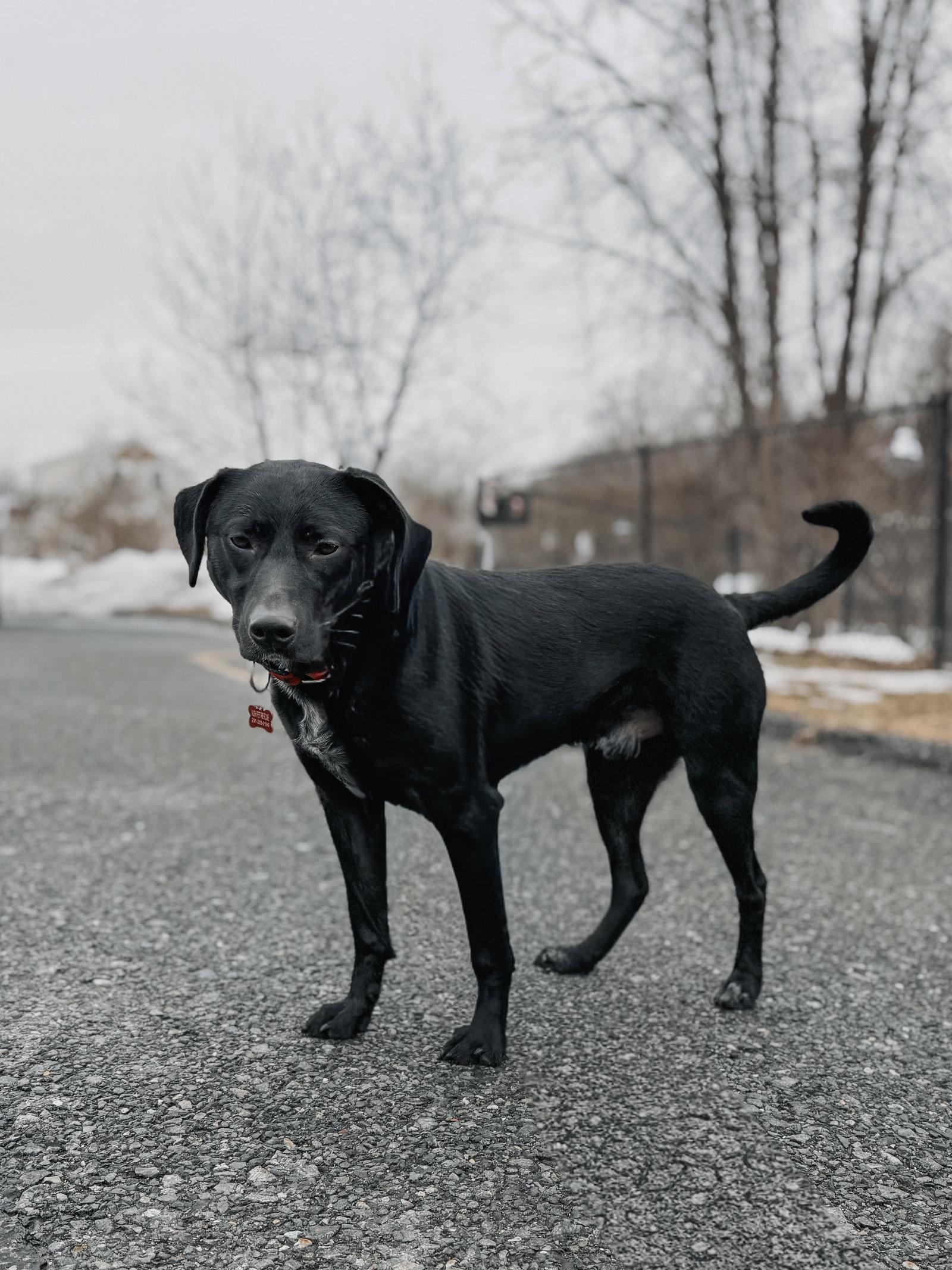 Tommy, a Adoptable Labrador Retriever in Chester, NJ image 1/3