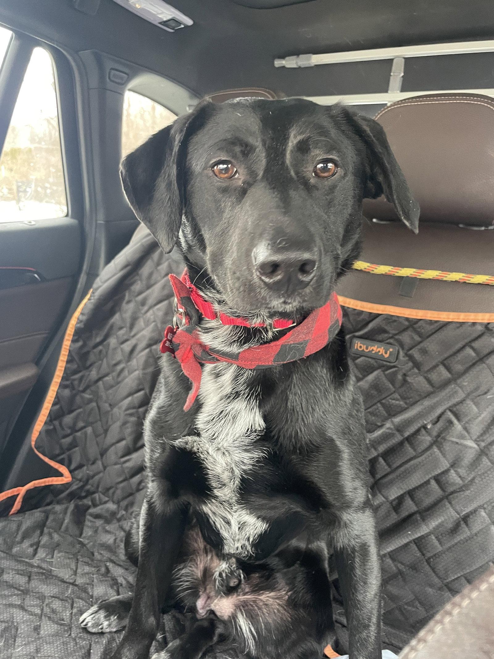 Tommy, a Adoptable Labrador Retriever in Chester, NJ image 2/3