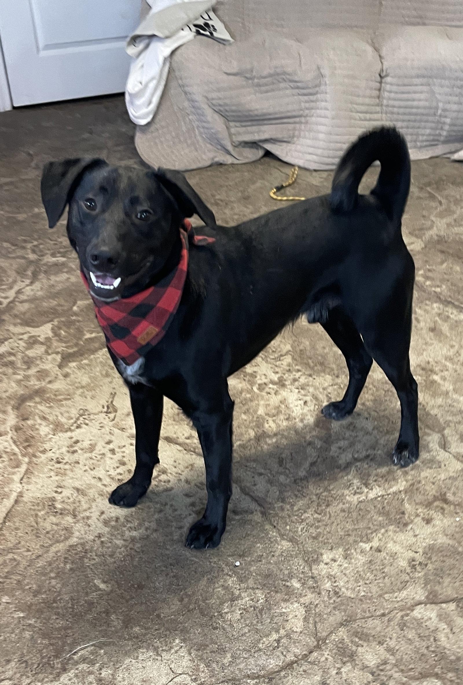 Tommy, a Adoptable Labrador Retriever in Chester, NJ image 3/3