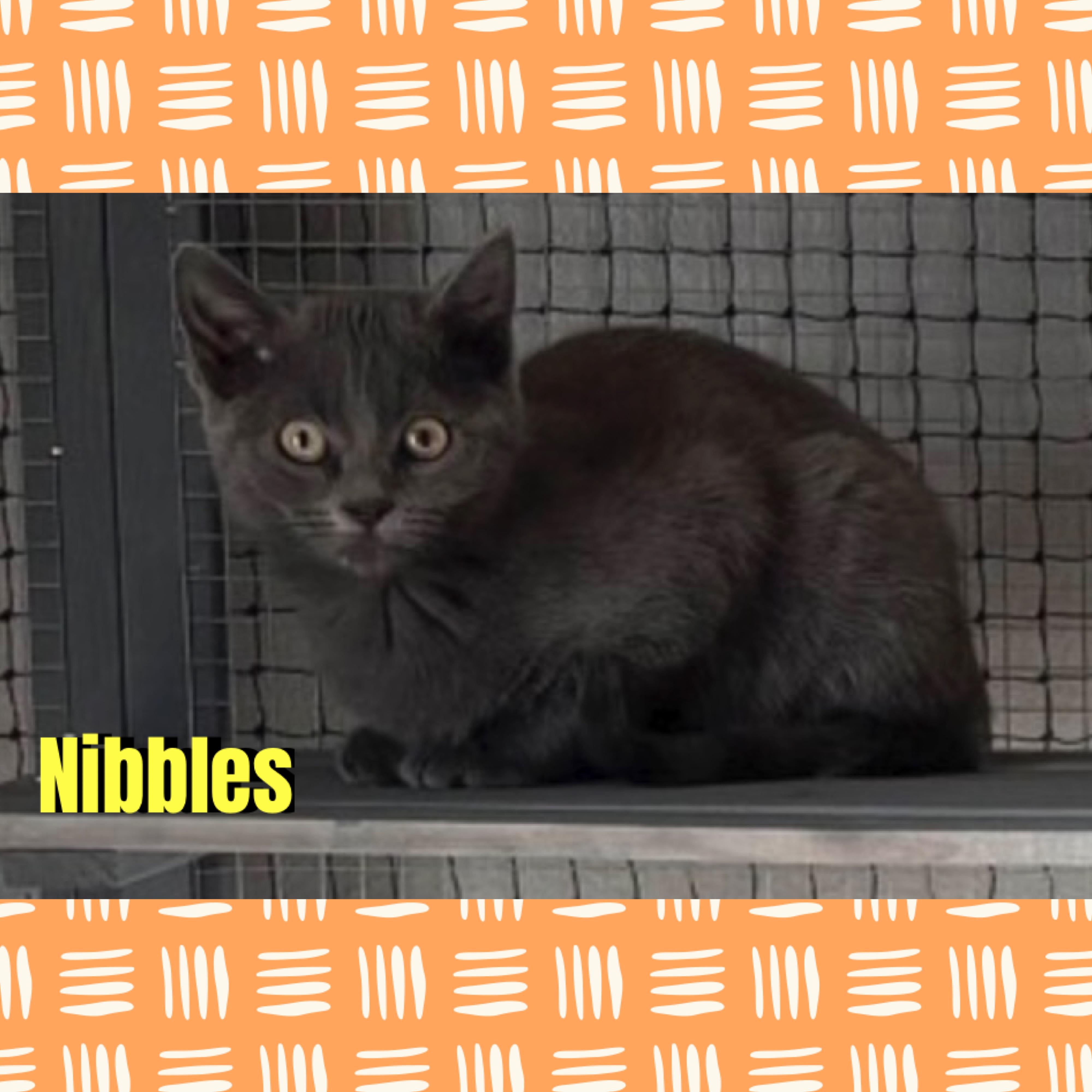Enlarge Nibbles, a Adoptable mixed breed in Red Lodge, MT image 1/2
