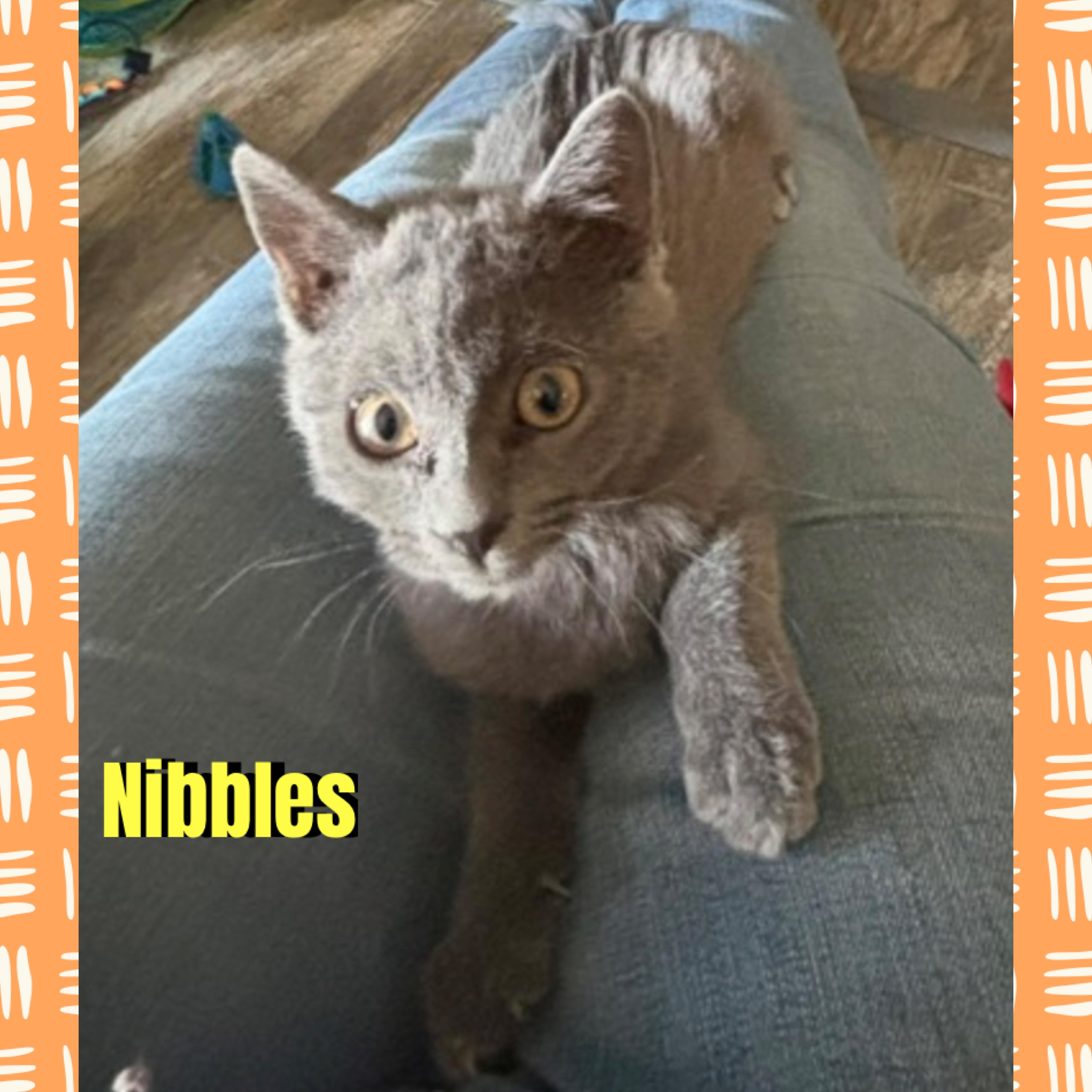 Enlarge Nibbles, a Adoptable mixed breed in Red Lodge, MT image 2/2