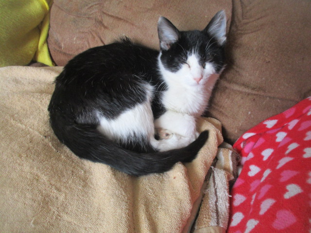 Henry-1 yr.-wants a home, Adoptable, Young Male Domestic Short Hair.