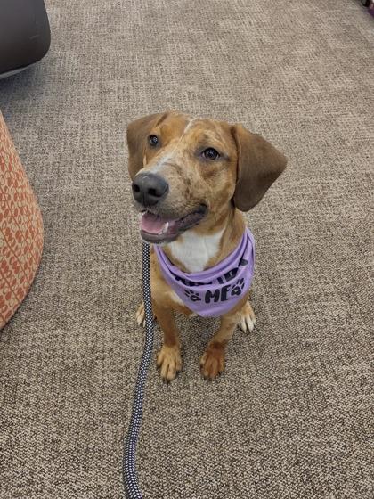 Bucky, Adoptable, Young Male Catahoula Leopard Dog & Mixed Breed.