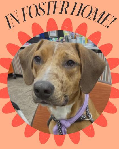 Bucky, a Adoptable mixed breed in Columbus, IN image 2/3