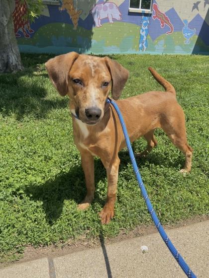 Bucky, a Adoptable mixed breed in Columbus, IN image 3/3
