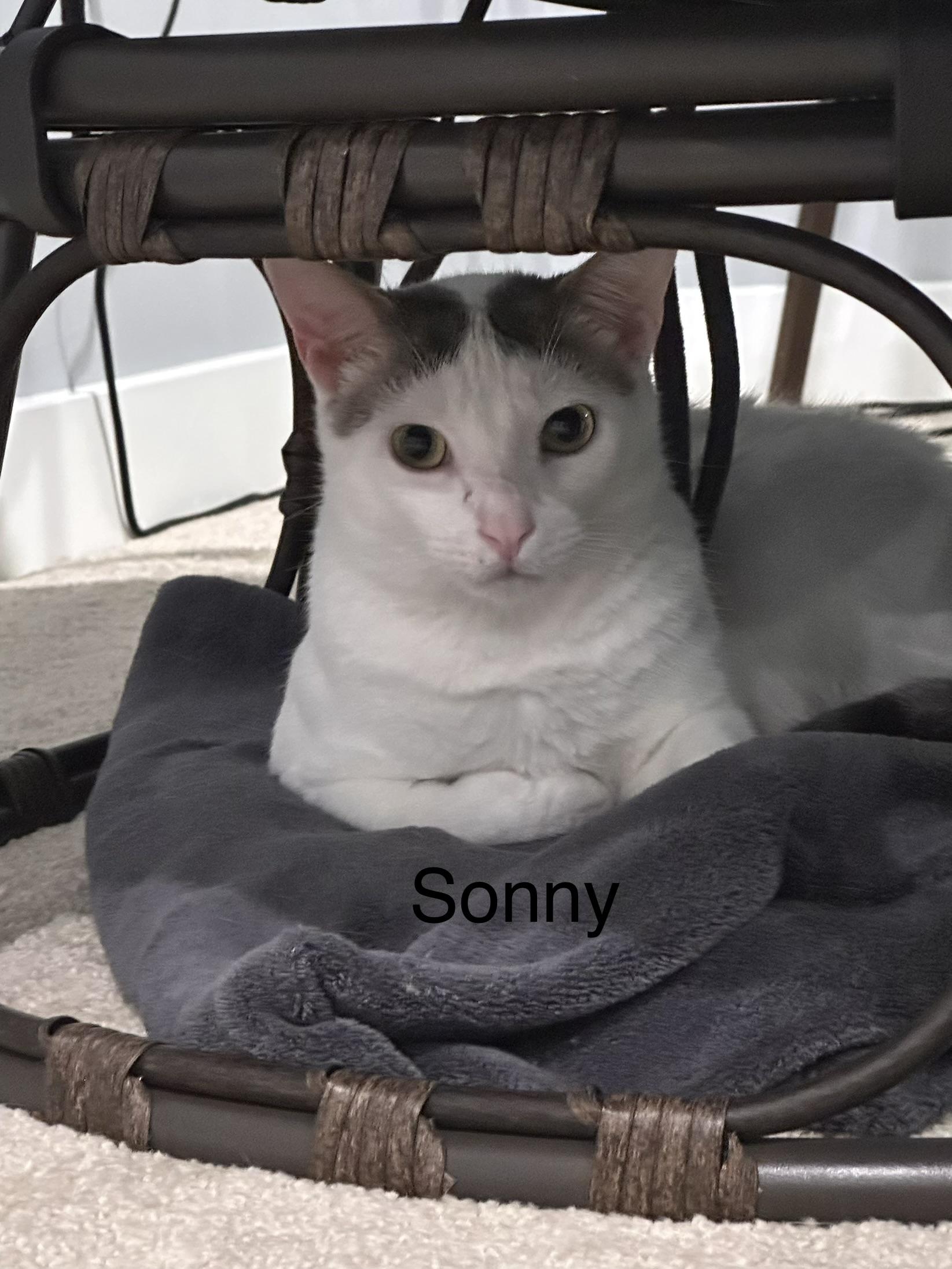 Enlarge Sonny, a ADOPTABLE Domestic Short Hair in Ruther Glen, VA image 1/1