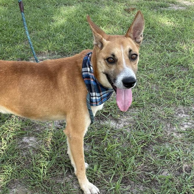 Flako — thumbnail 4