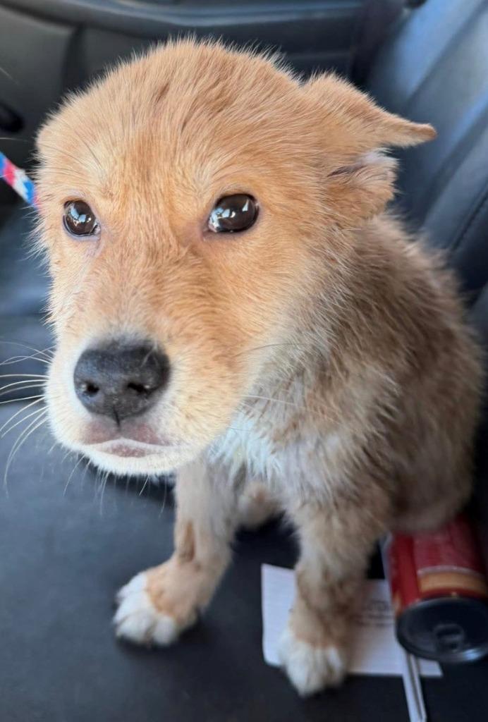 Enlarge Todd, a Adoptable mixed breed in Louisville, IL image 1/1